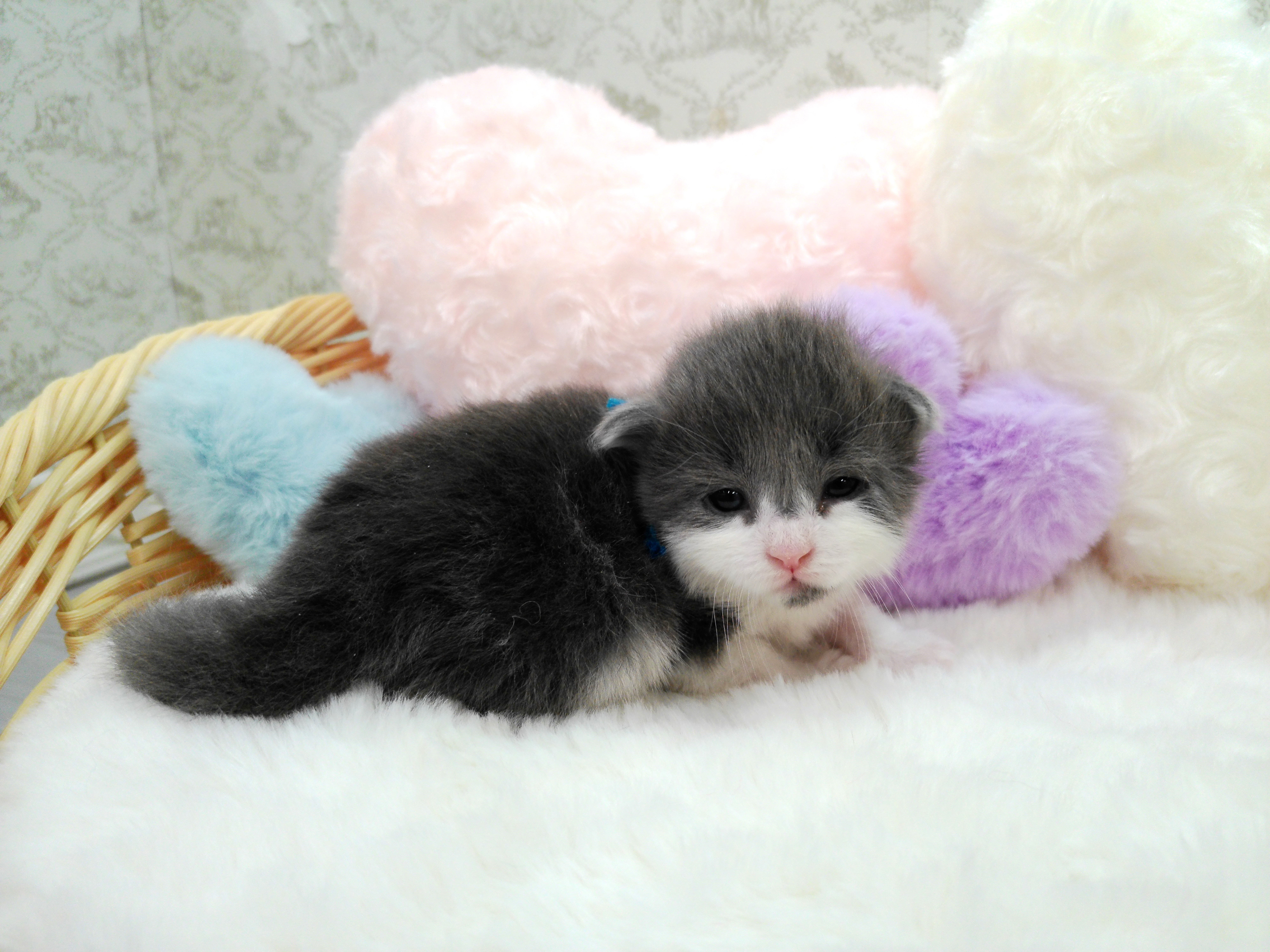 赤ちゃん写真1-2