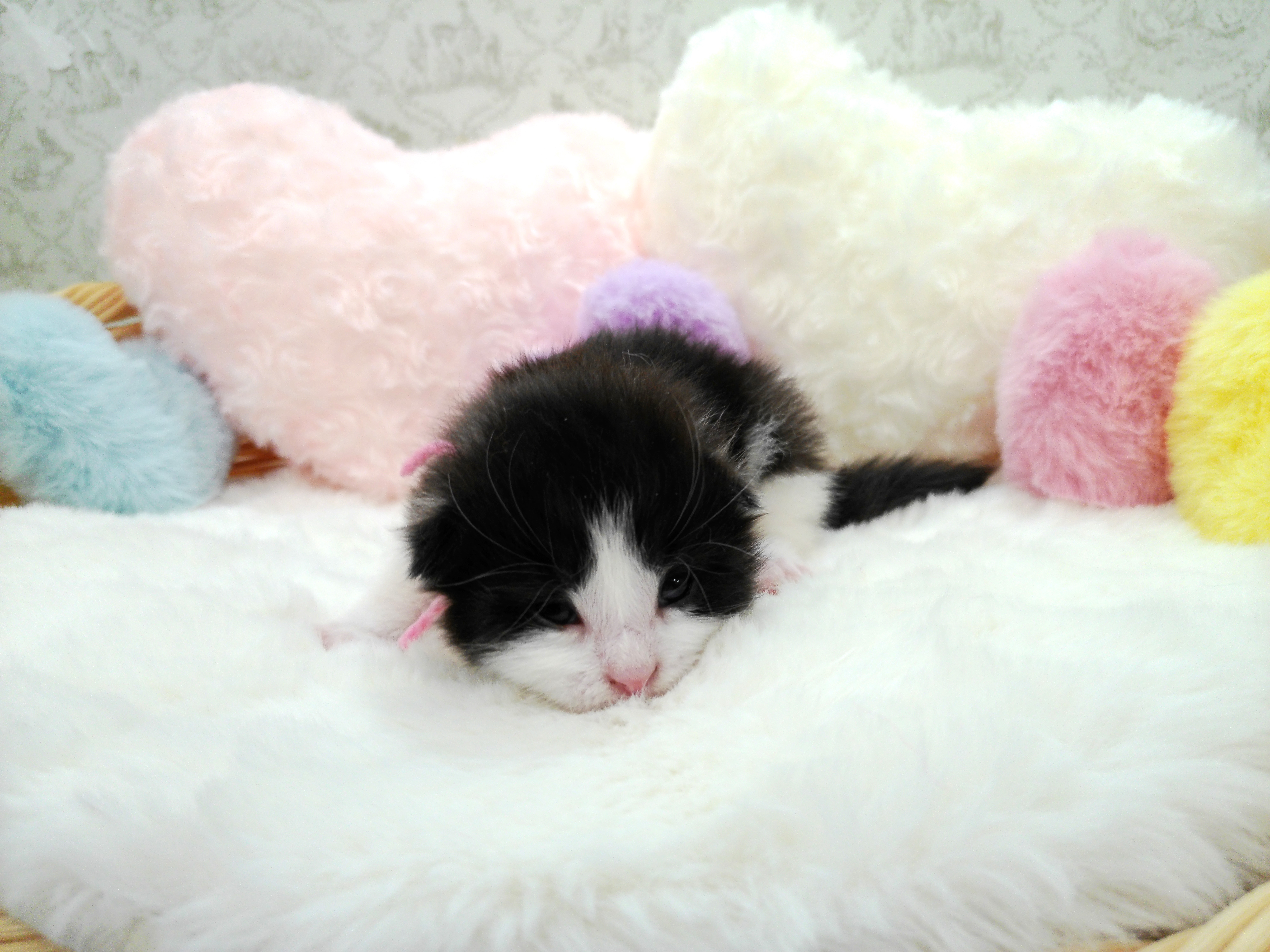 赤ちゃん写真1-1