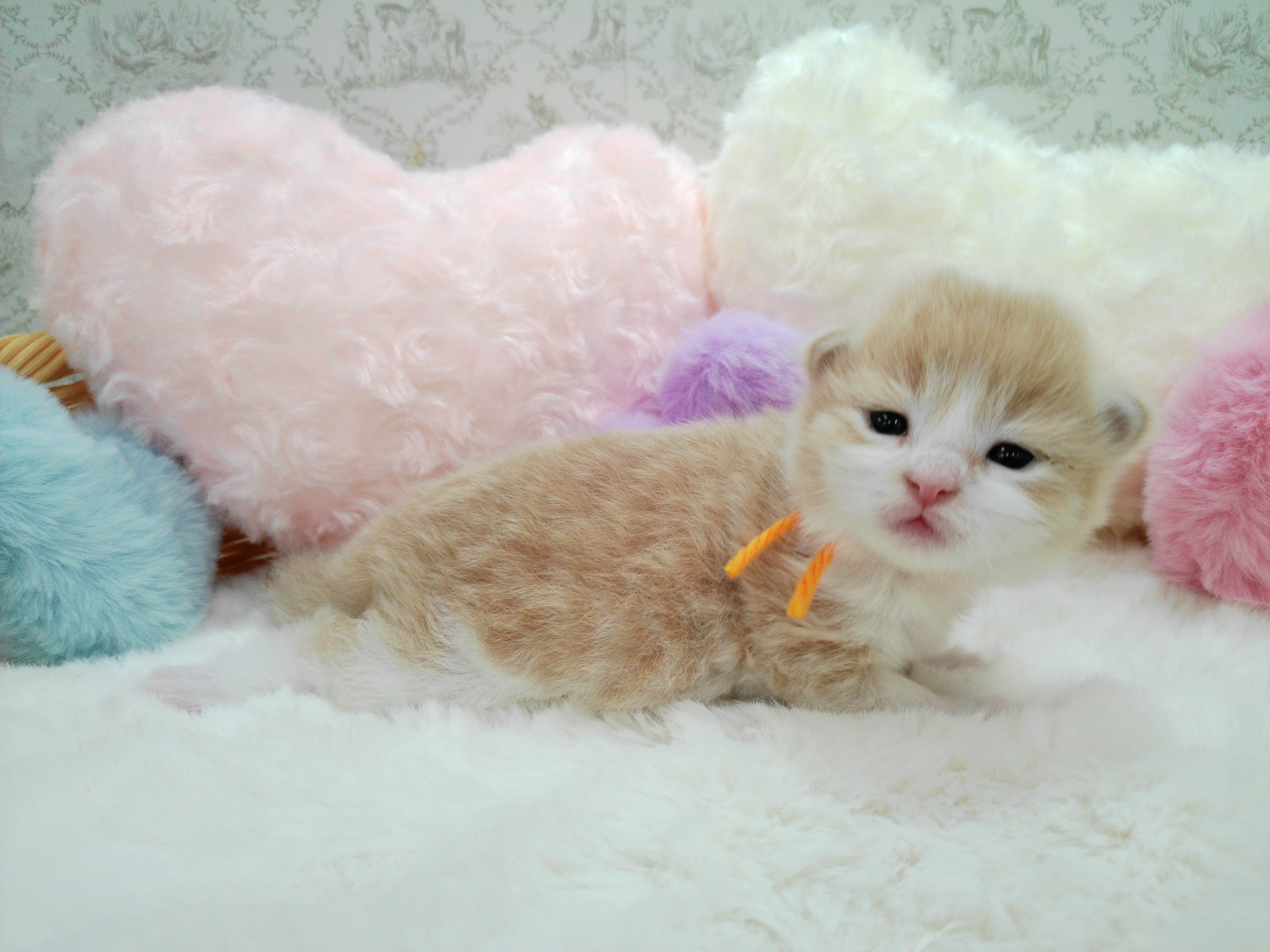 赤ちゃん写真1-2