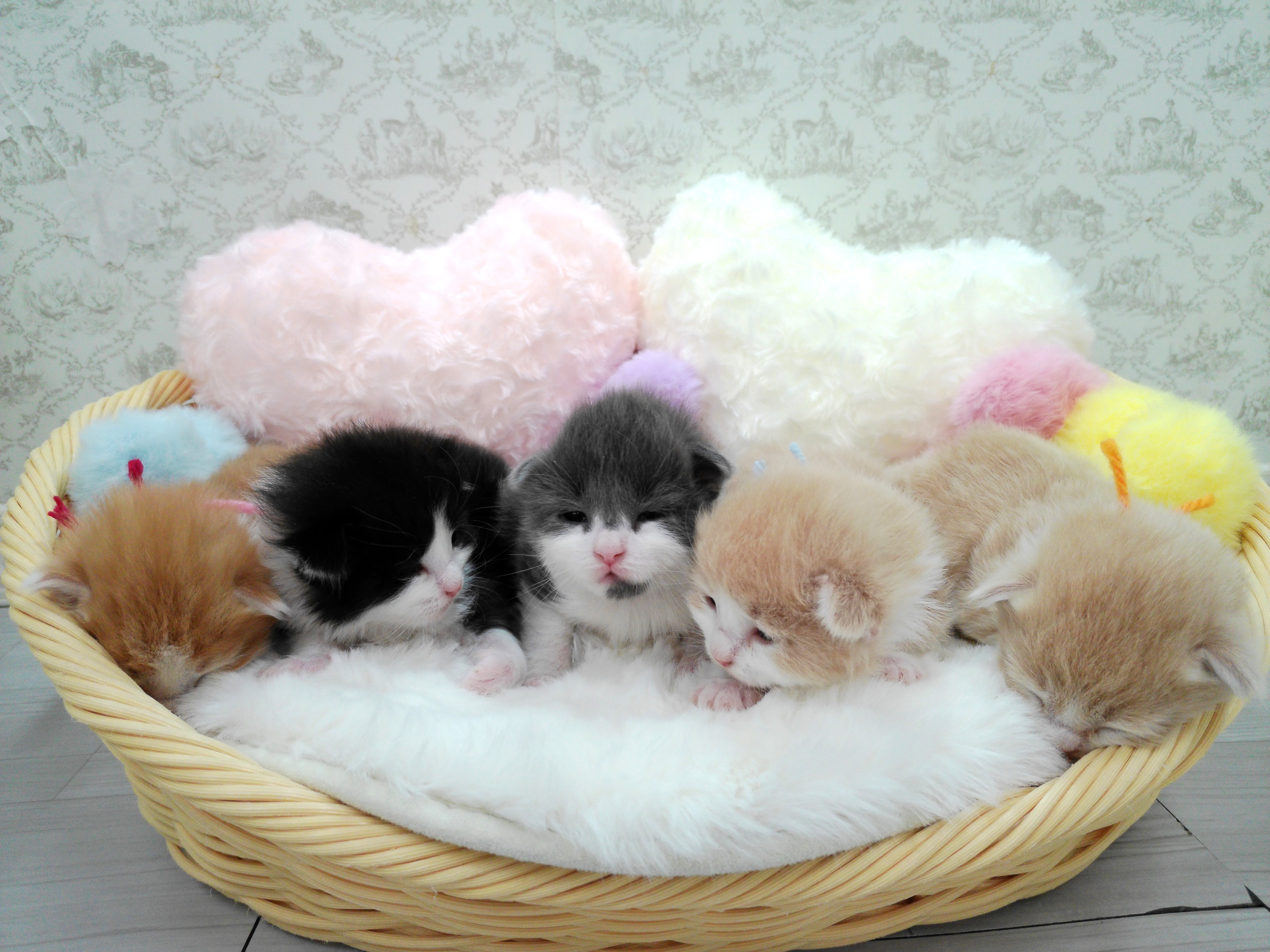赤ちゃん写真1-3