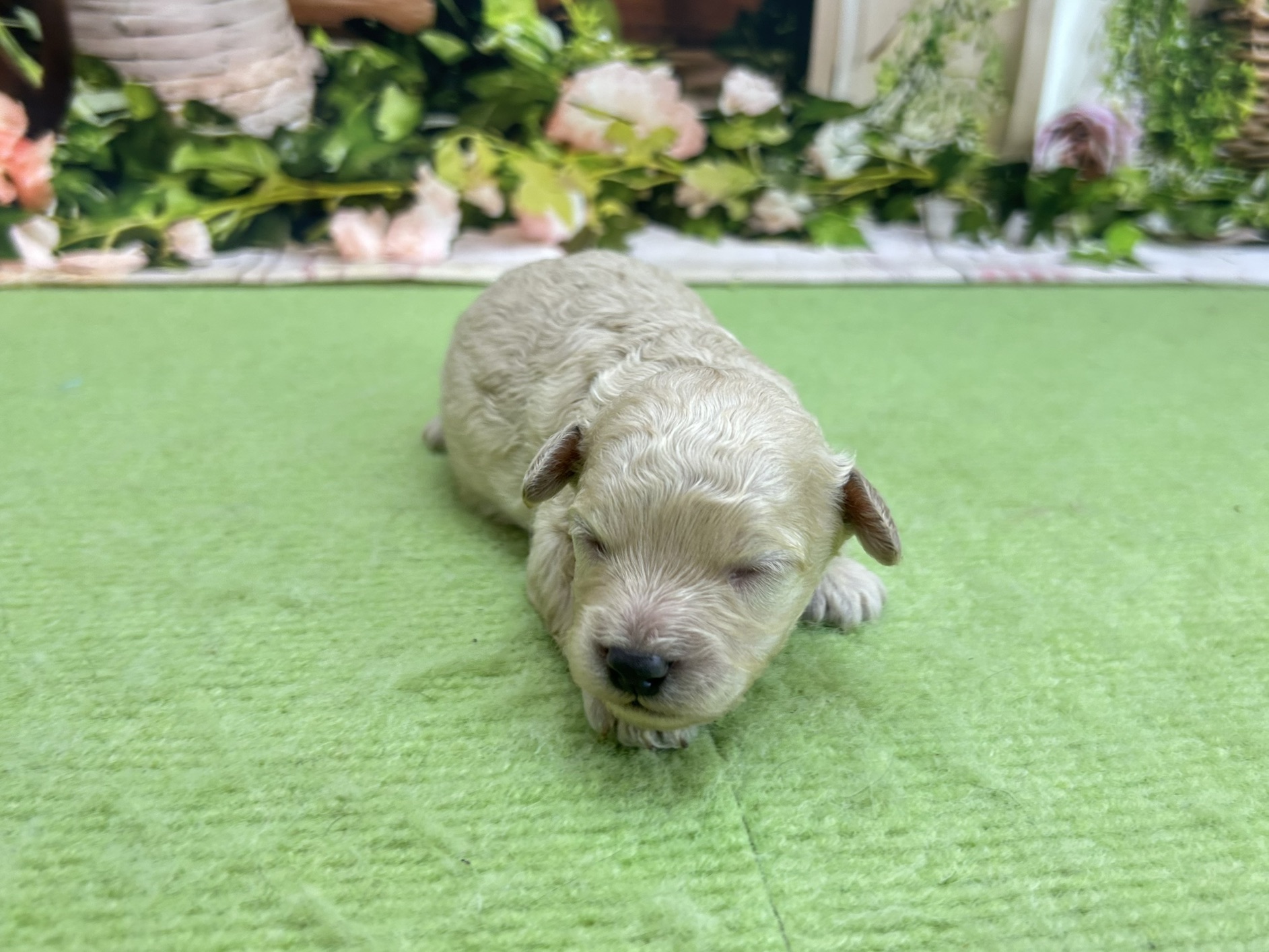 トイ・プードル