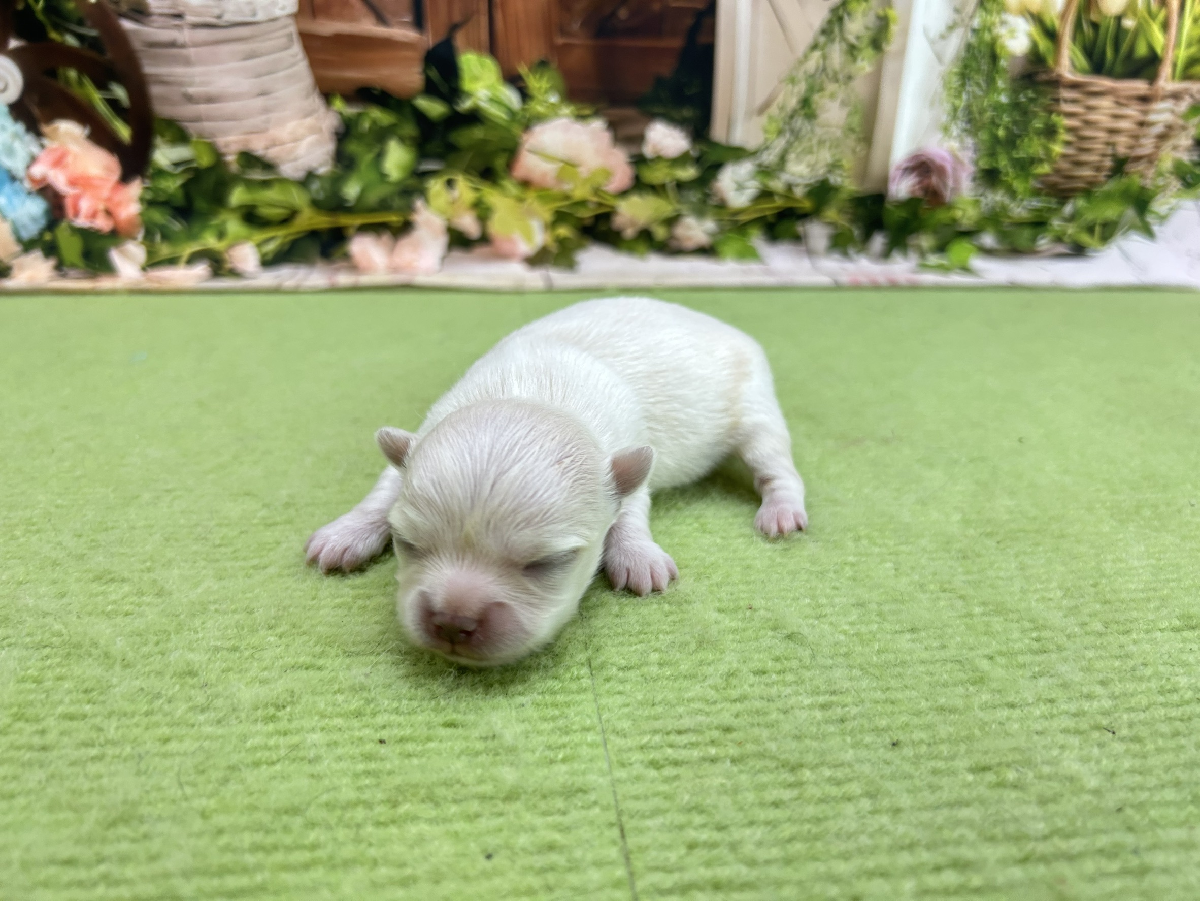 赤ちゃん写真1-2