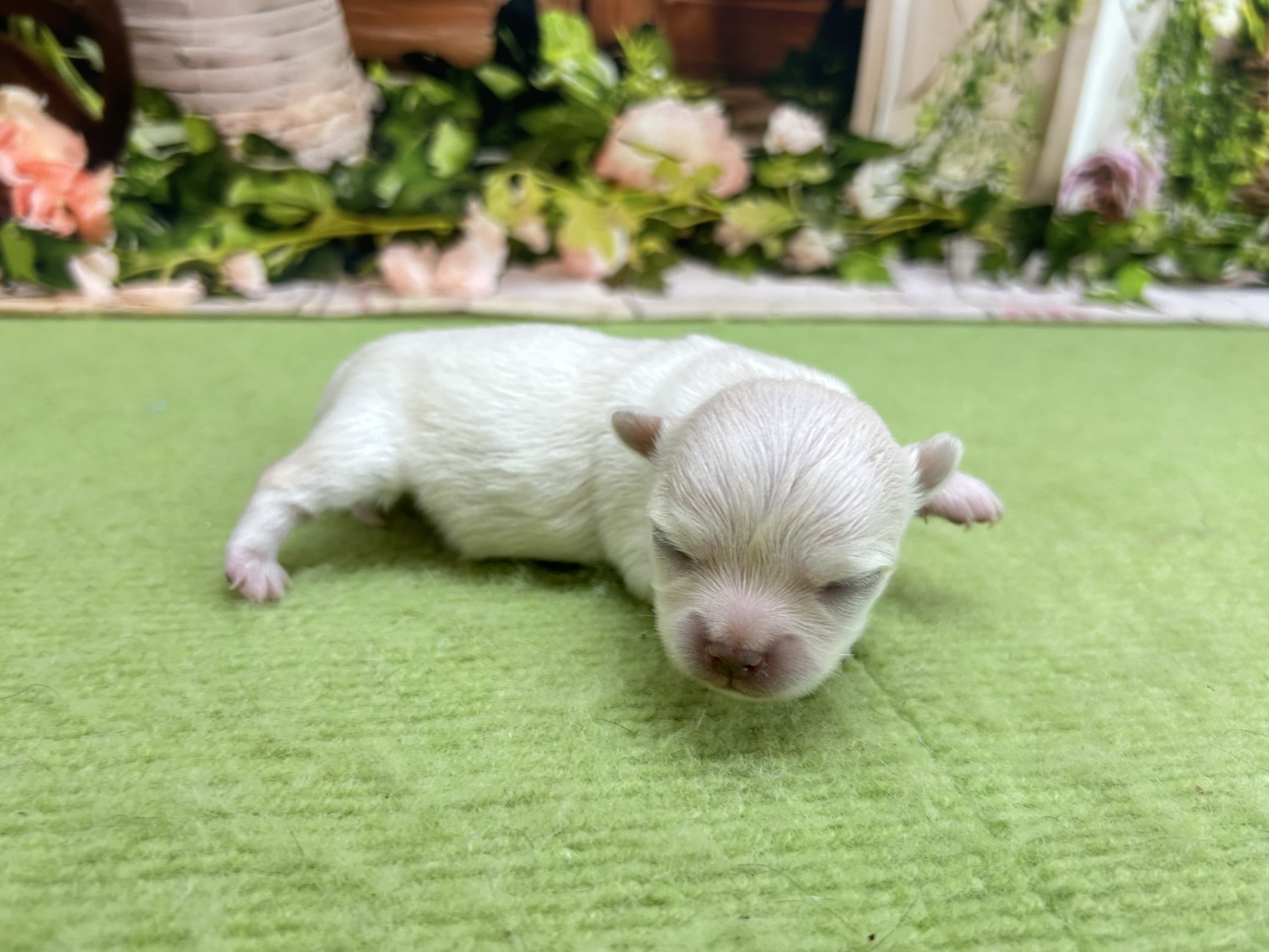 赤ちゃん写真1-3