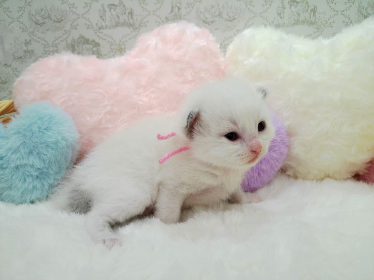 赤ちゃん写真1-2