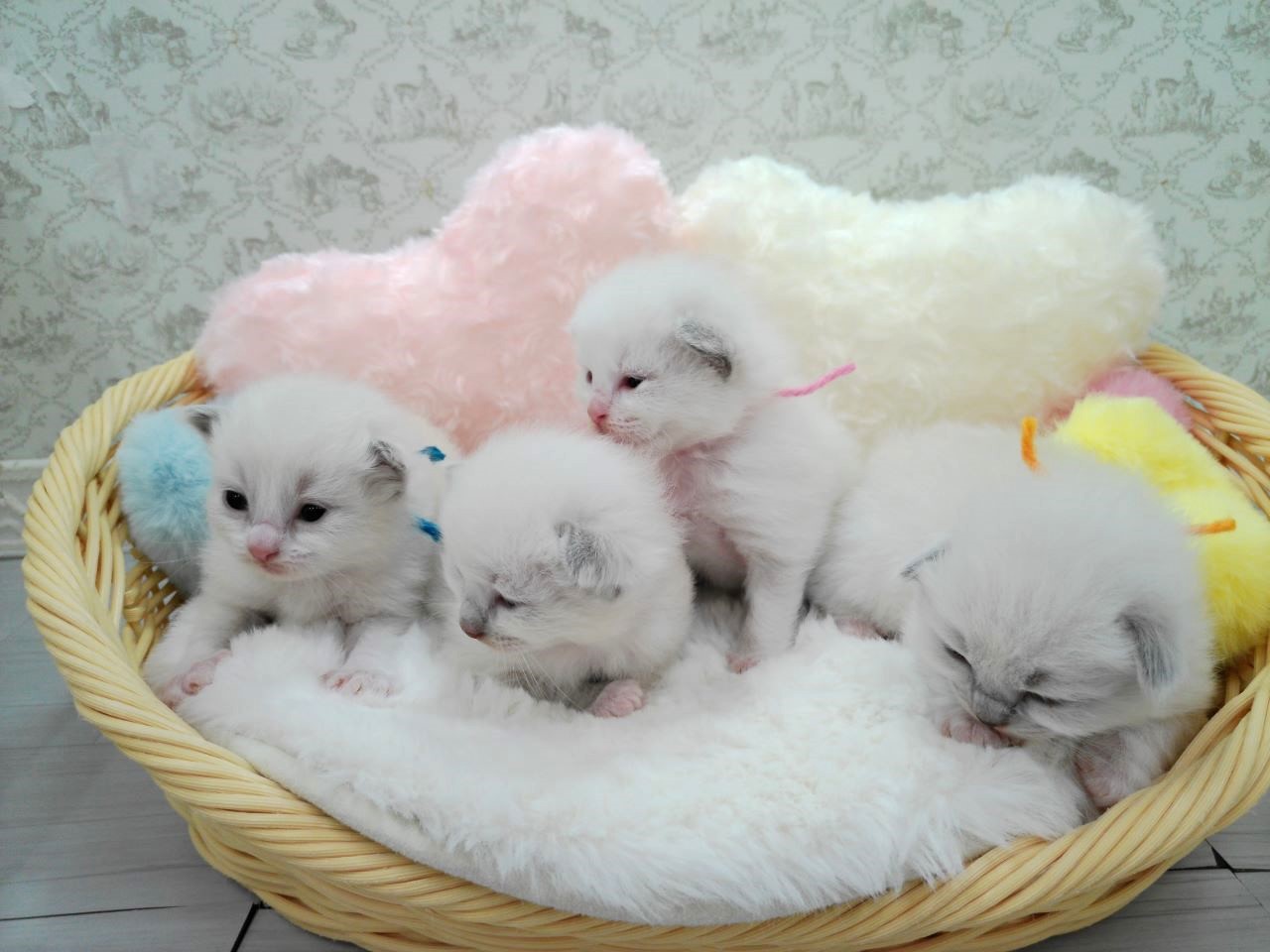 赤ちゃん写真1-3