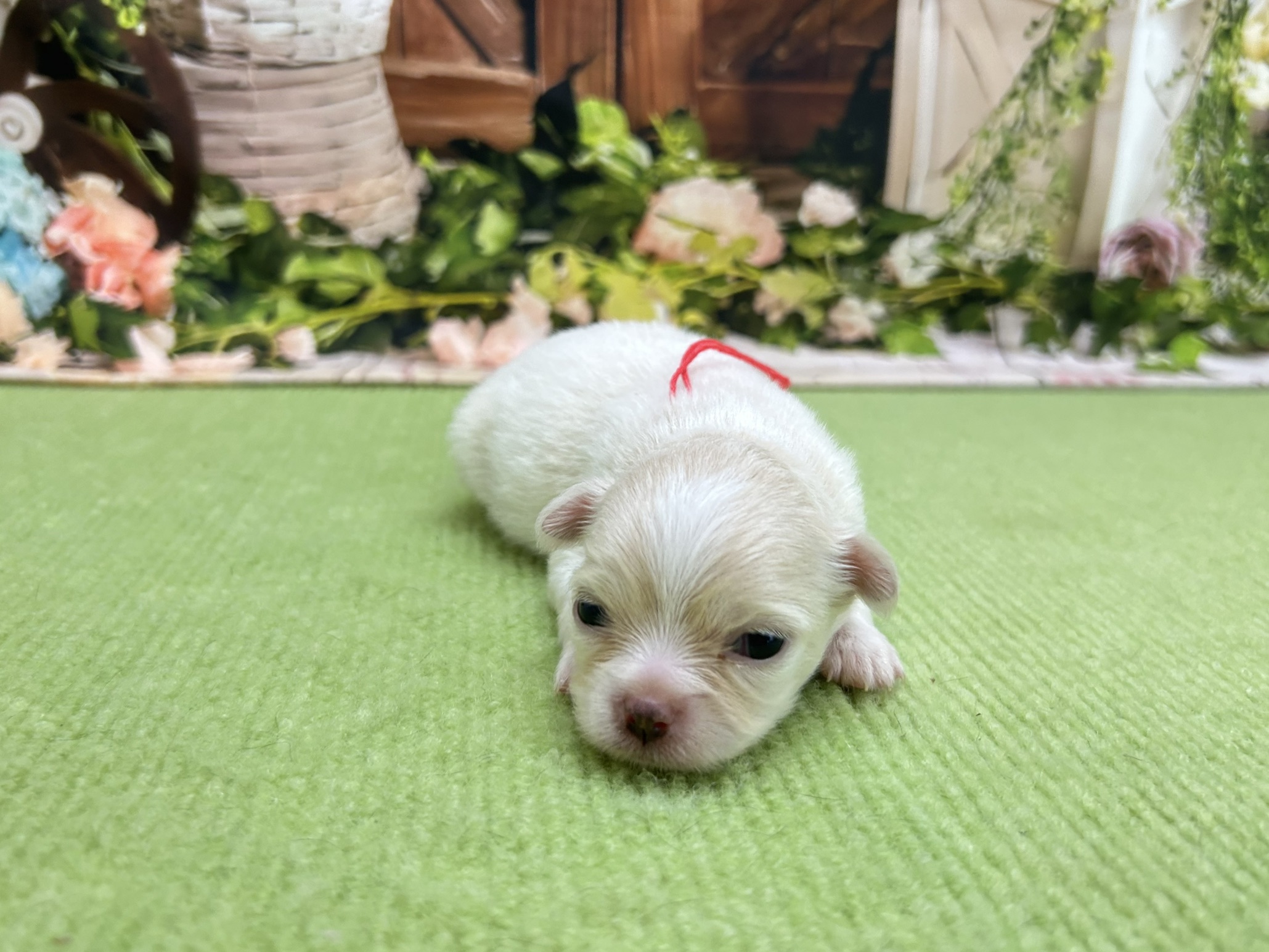 赤ちゃん写真1-1
