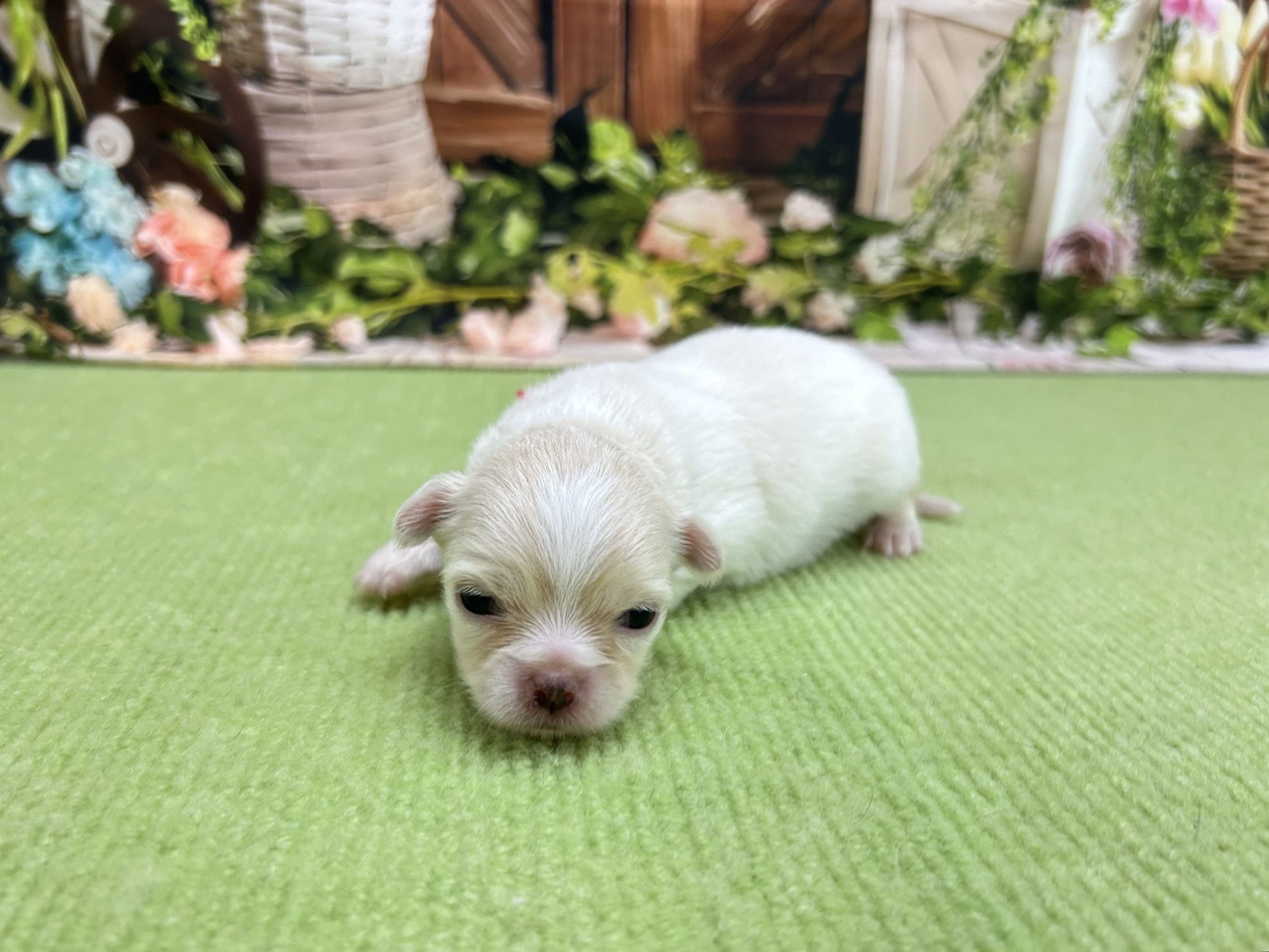 赤ちゃん写真1-2