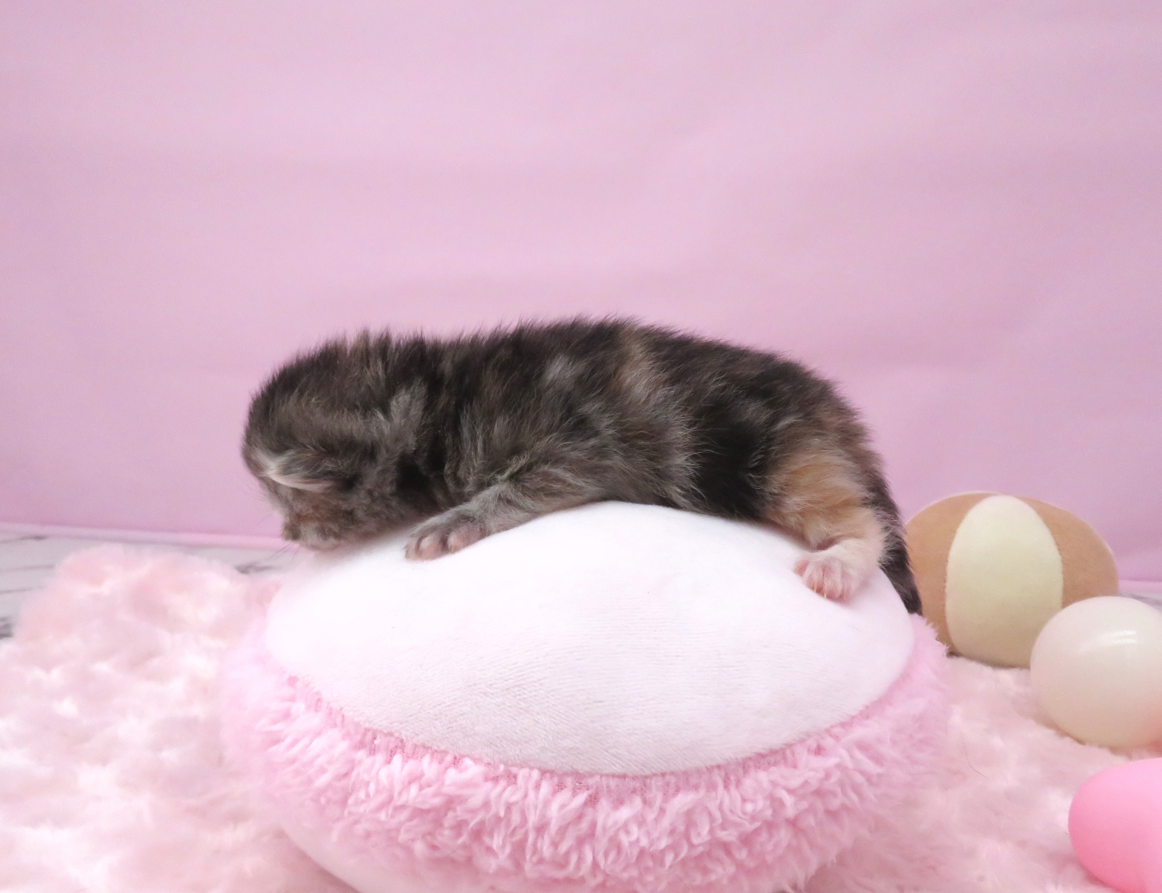 赤ちゃん写真1-2