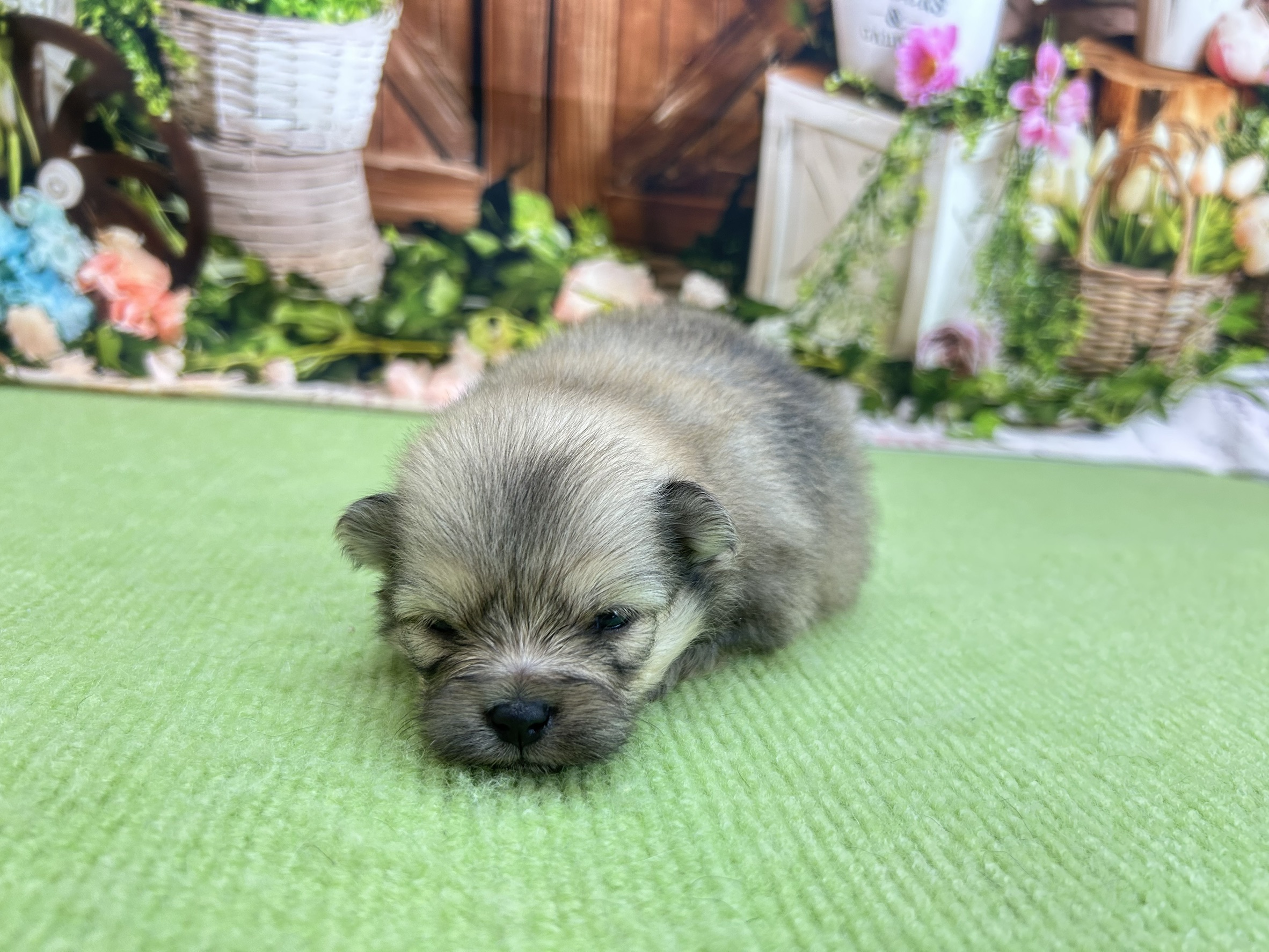 赤ちゃん写真1-1