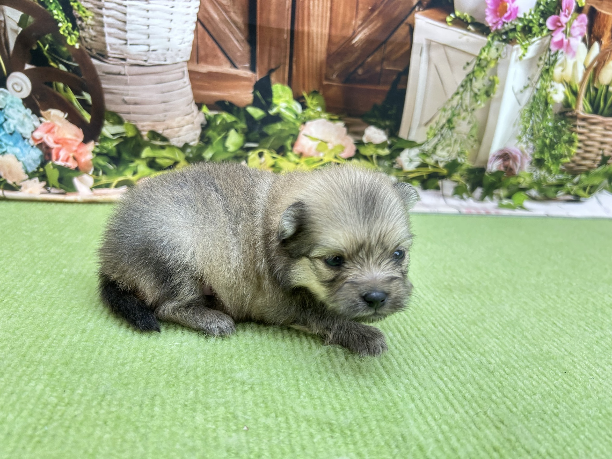 赤ちゃん写真1-2