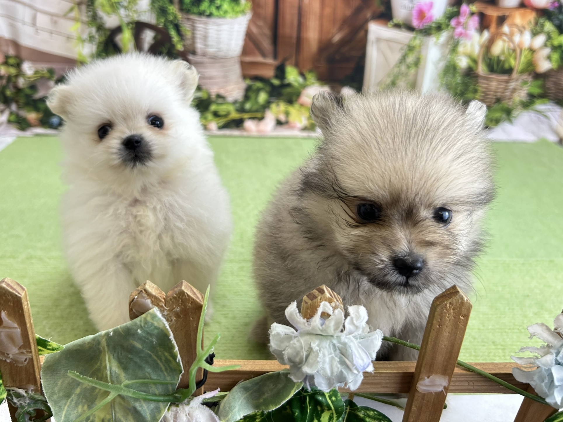 赤ちゃん写真2-3
