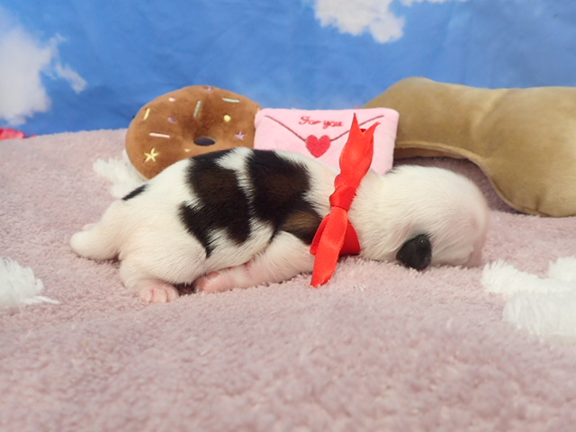 赤ちゃん写真1-2