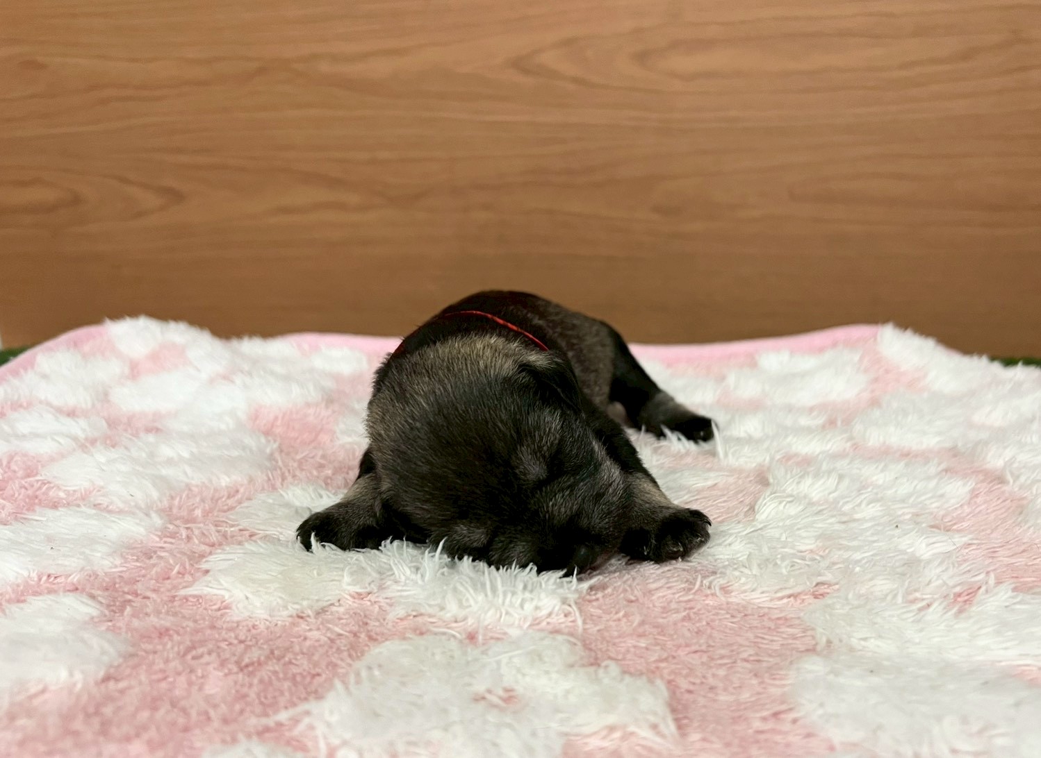 赤ちゃん写真1-1