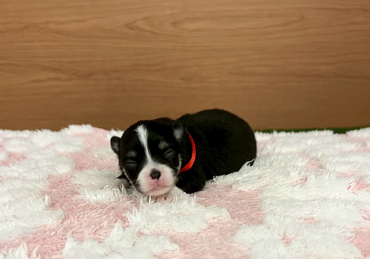 チワワ（ロングコート）