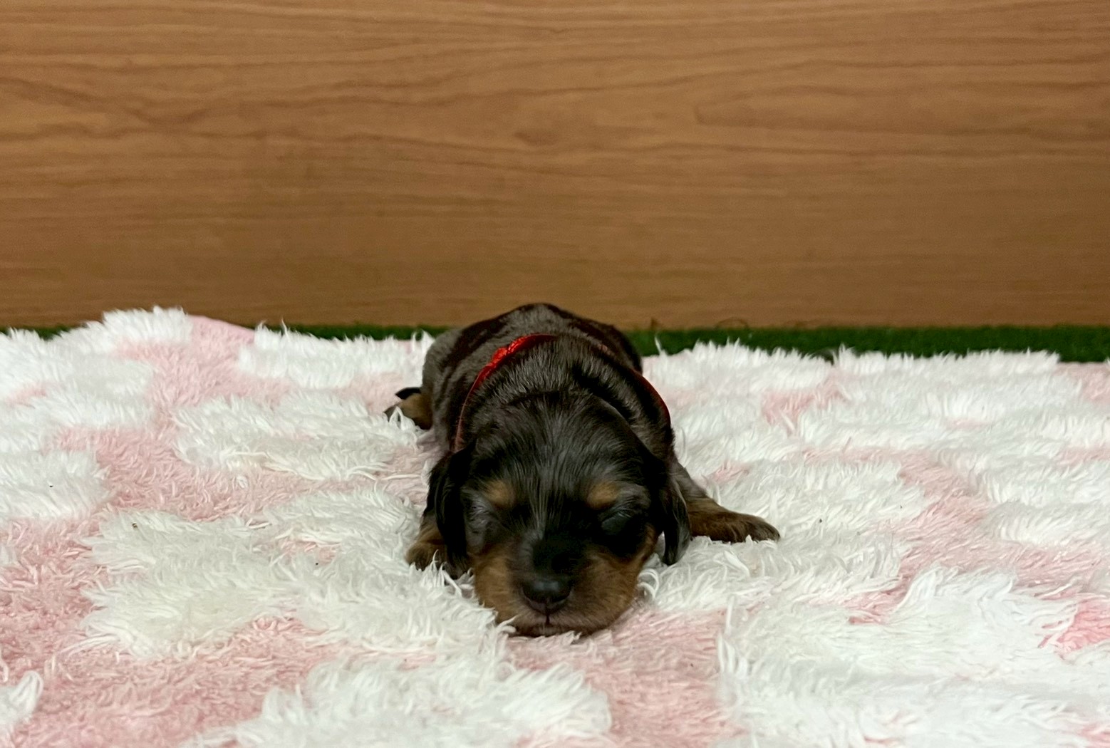 赤ちゃん写真1-1