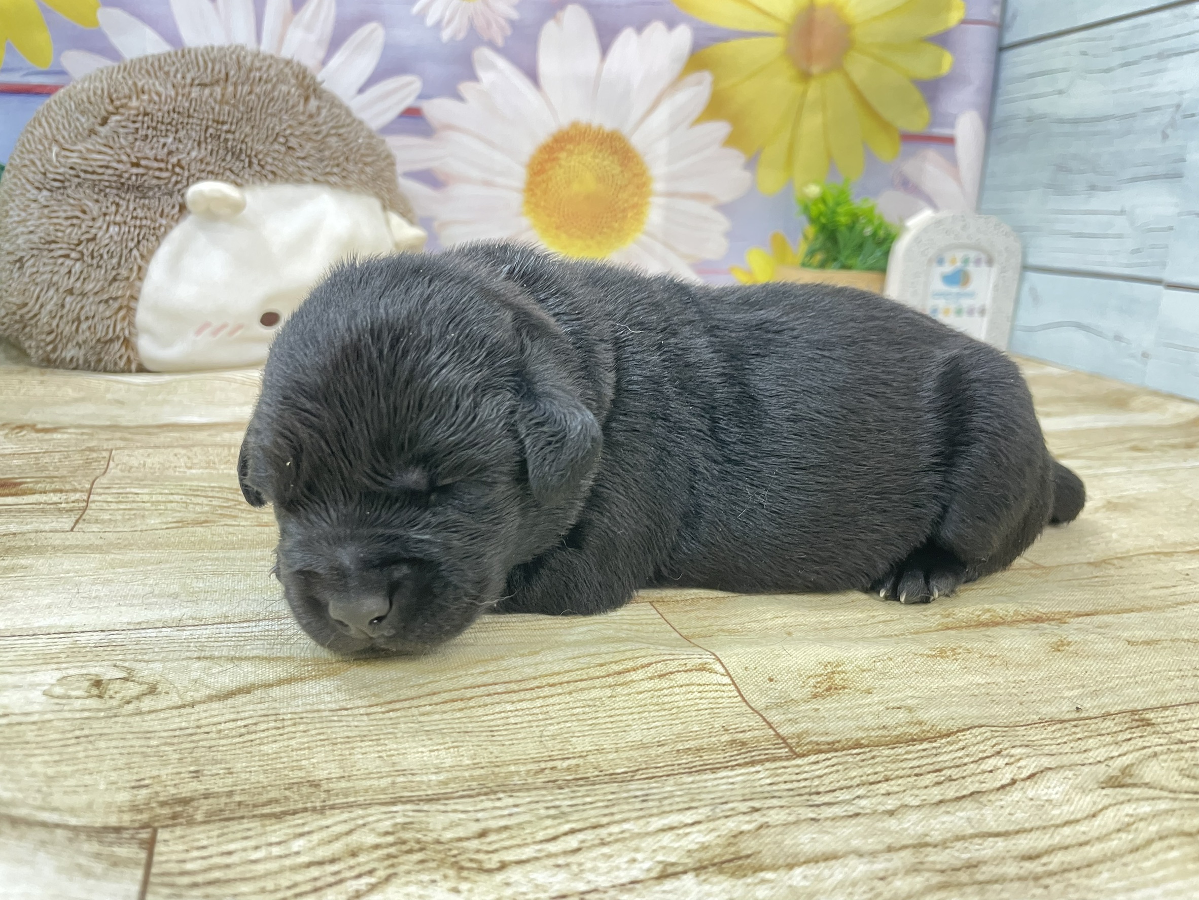 赤ちゃん写真1-1