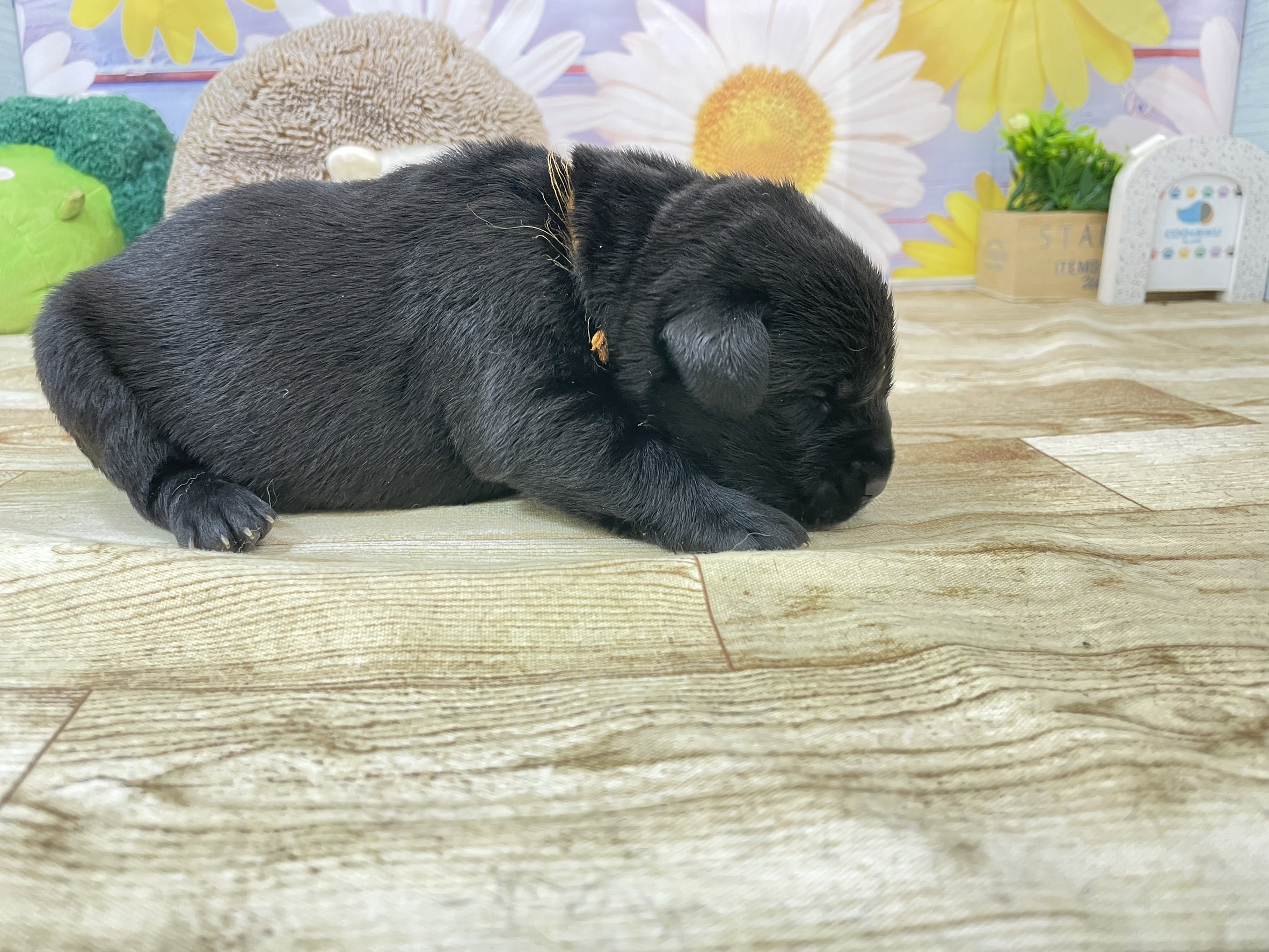赤ちゃん写真1-2