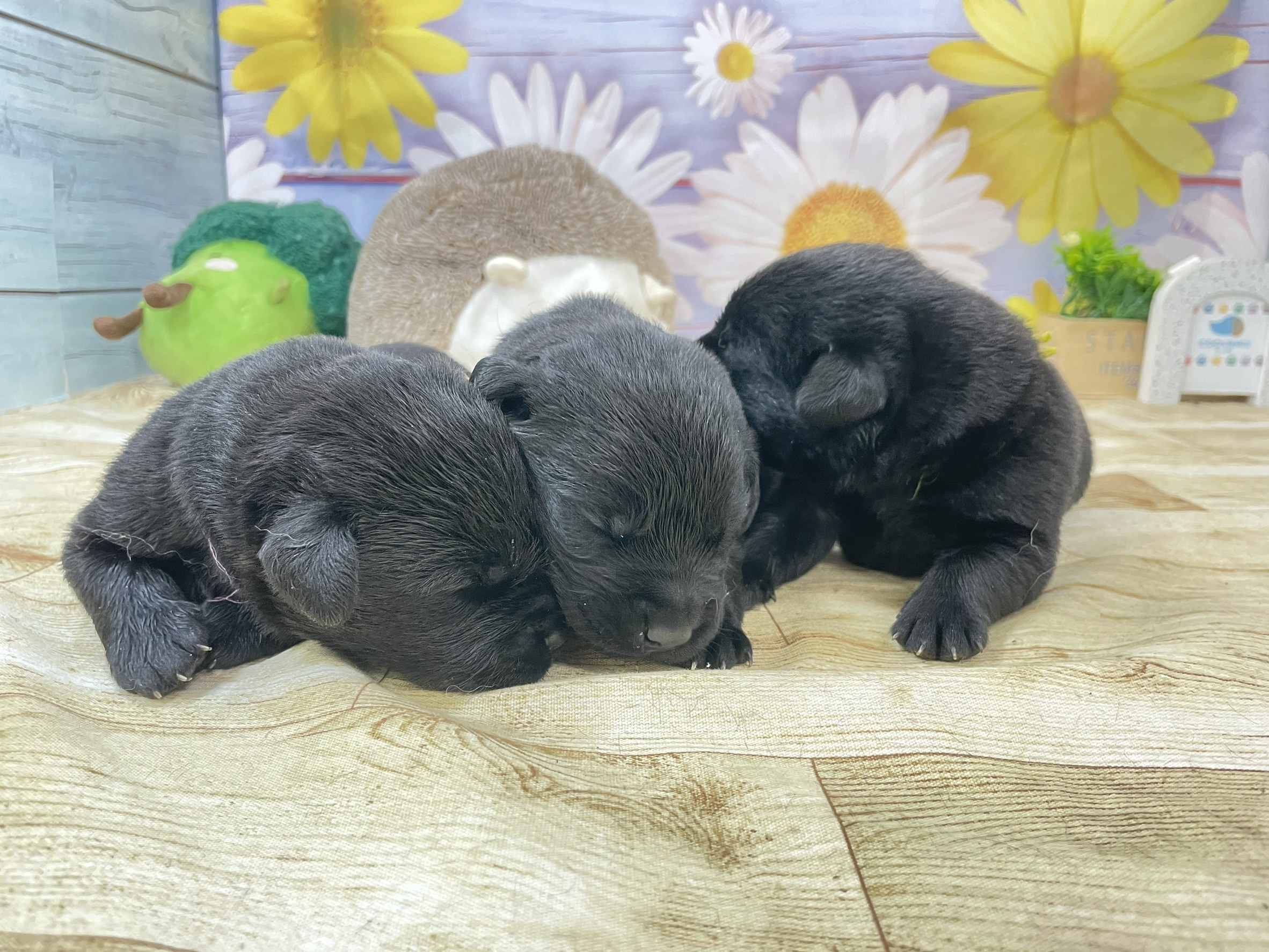 赤ちゃん写真1-3