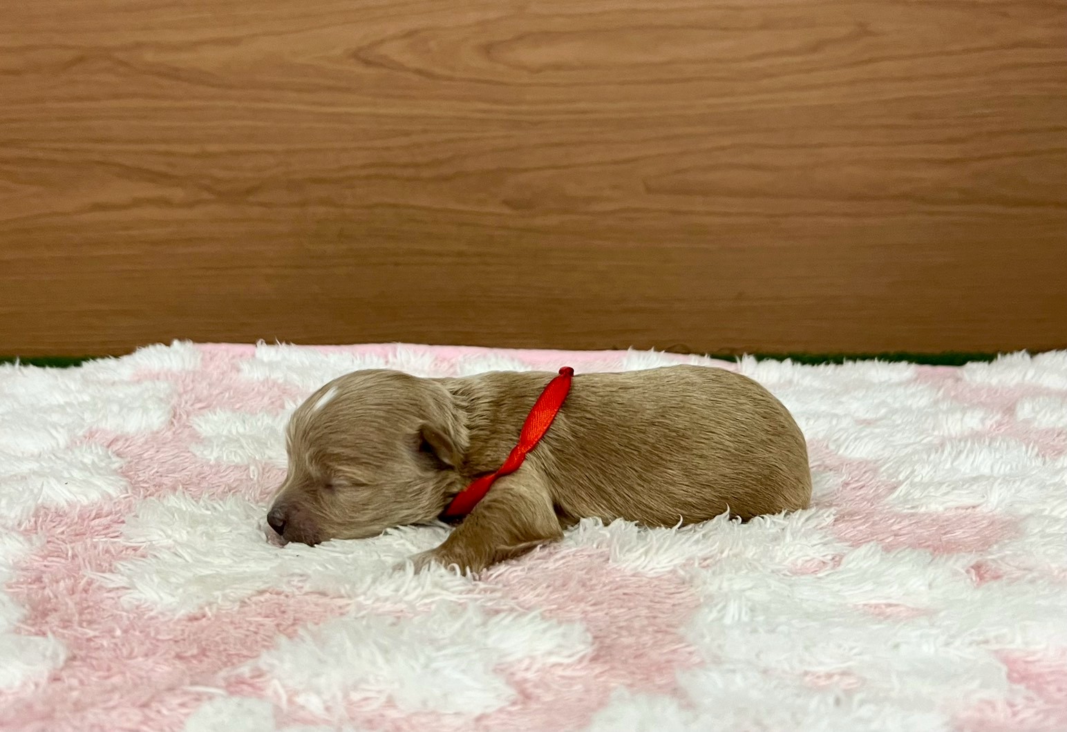 赤ちゃん写真1-2