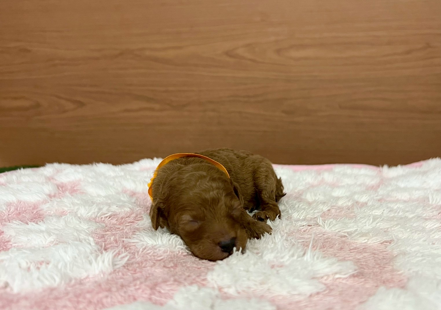 赤ちゃん写真1-1