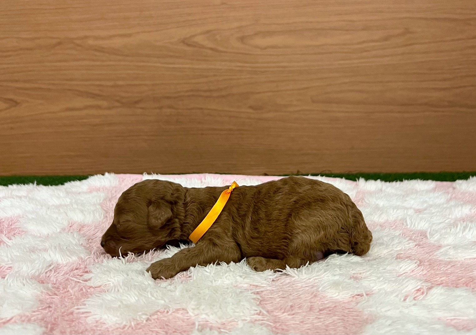 赤ちゃん写真1-2