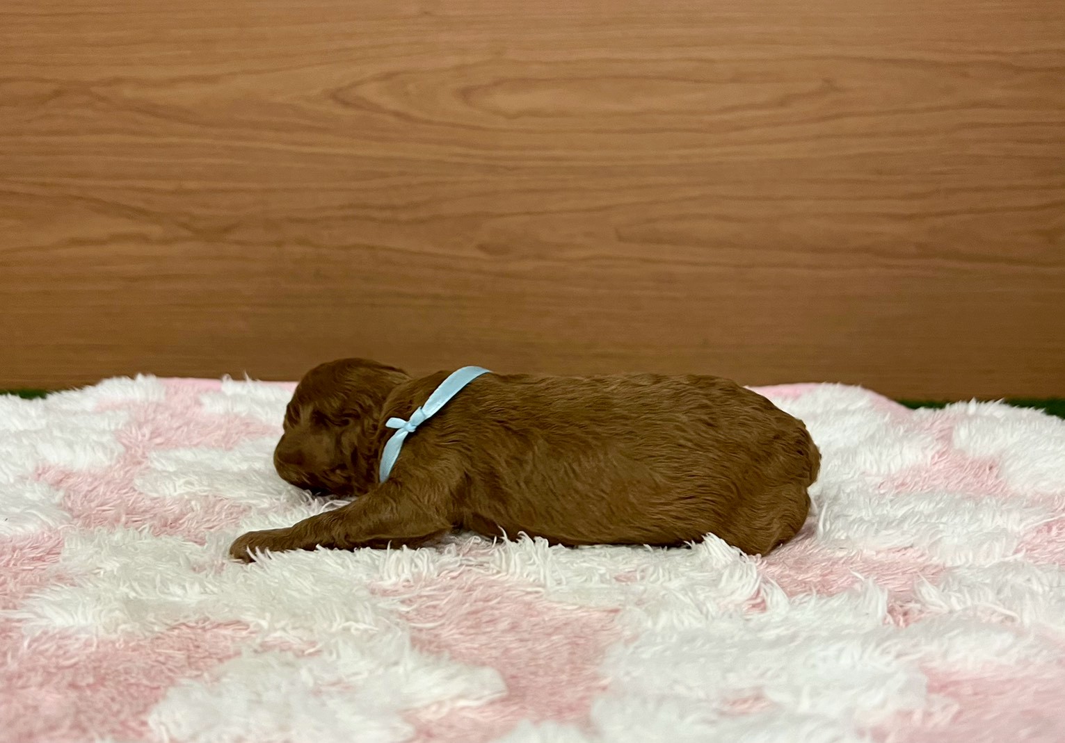 赤ちゃん写真1-2