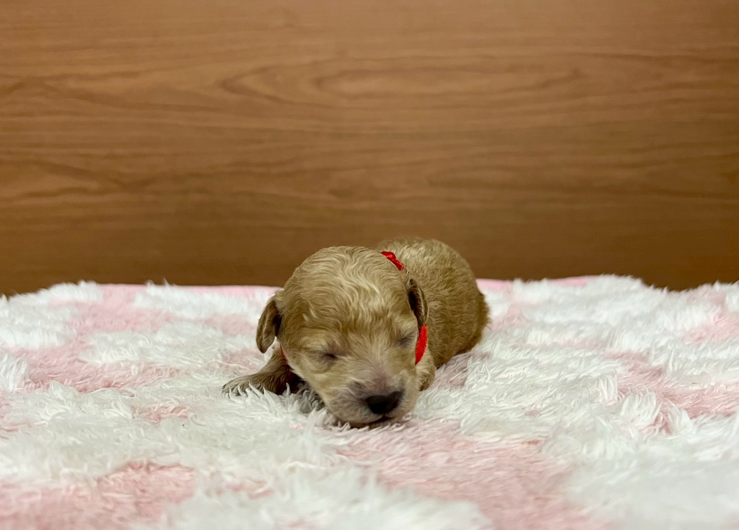 赤ちゃん写真1-1