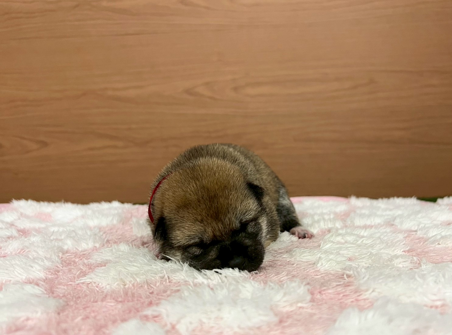 赤ちゃん写真1-1