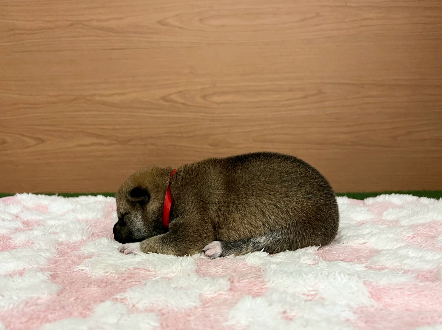 赤ちゃん写真1-2