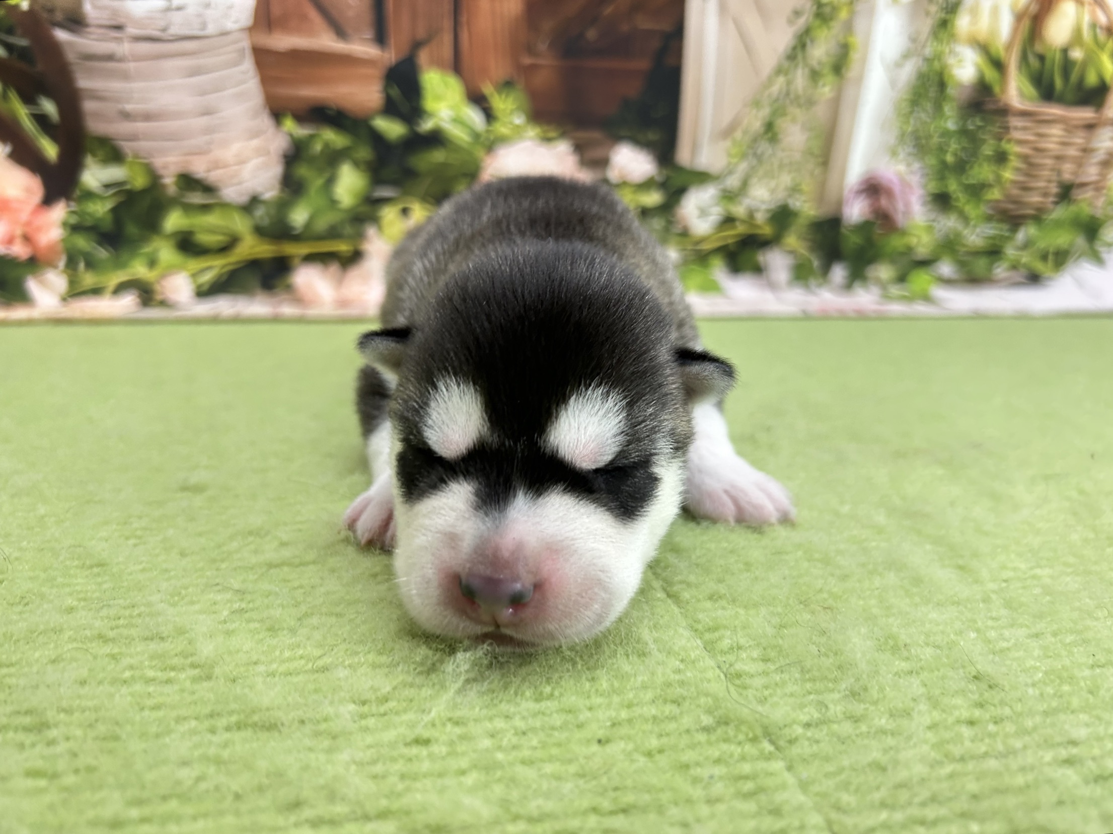 シベリアンハスキー