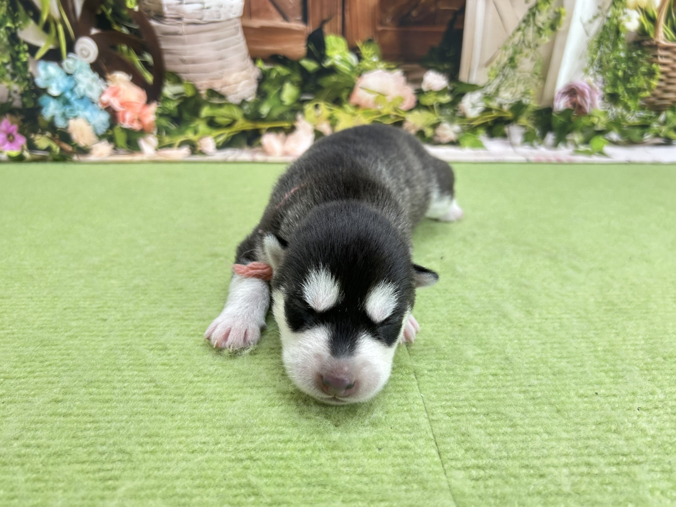 赤ちゃん写真1-1