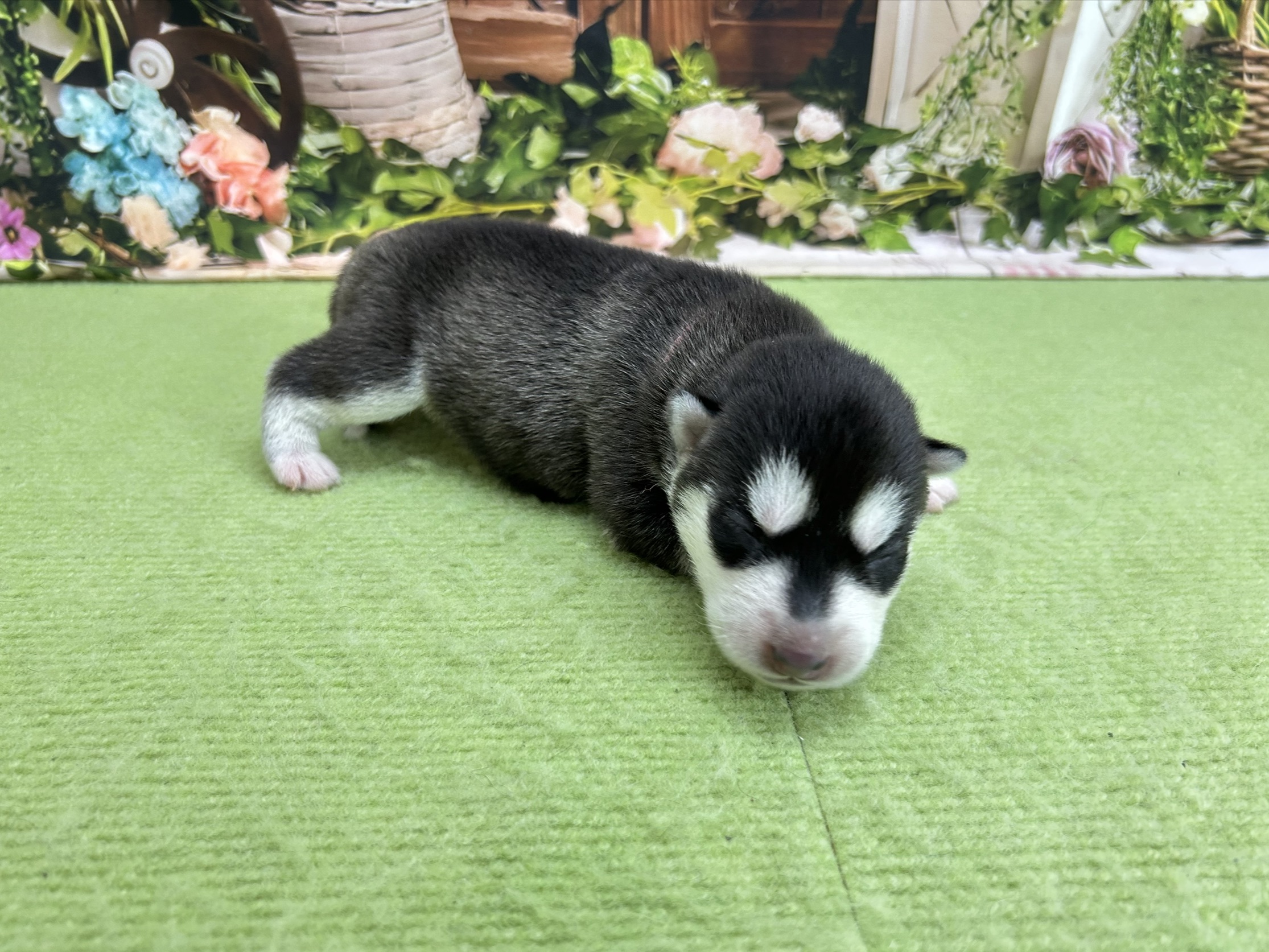 赤ちゃん写真1-2