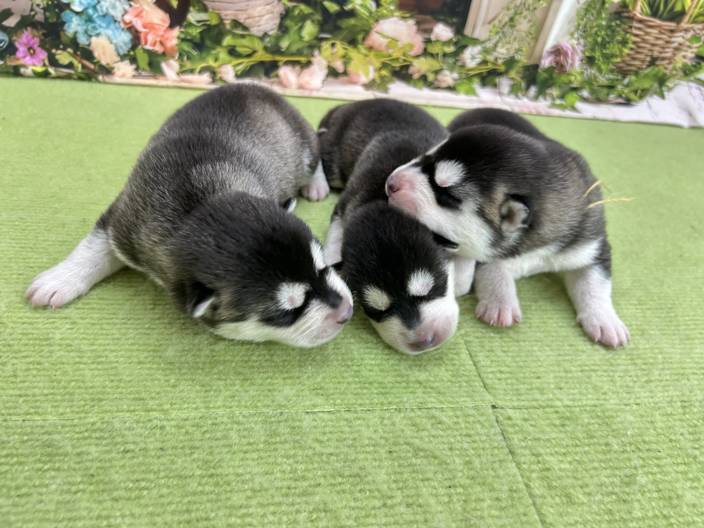 赤ちゃん写真1-3