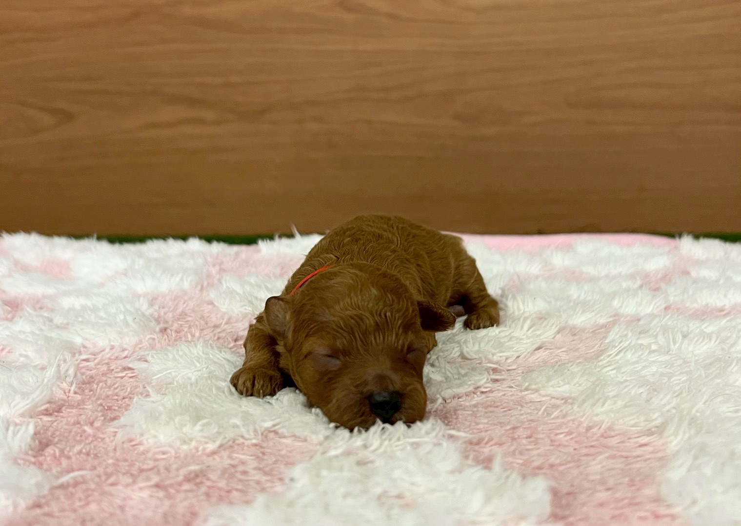 赤ちゃん写真1-1