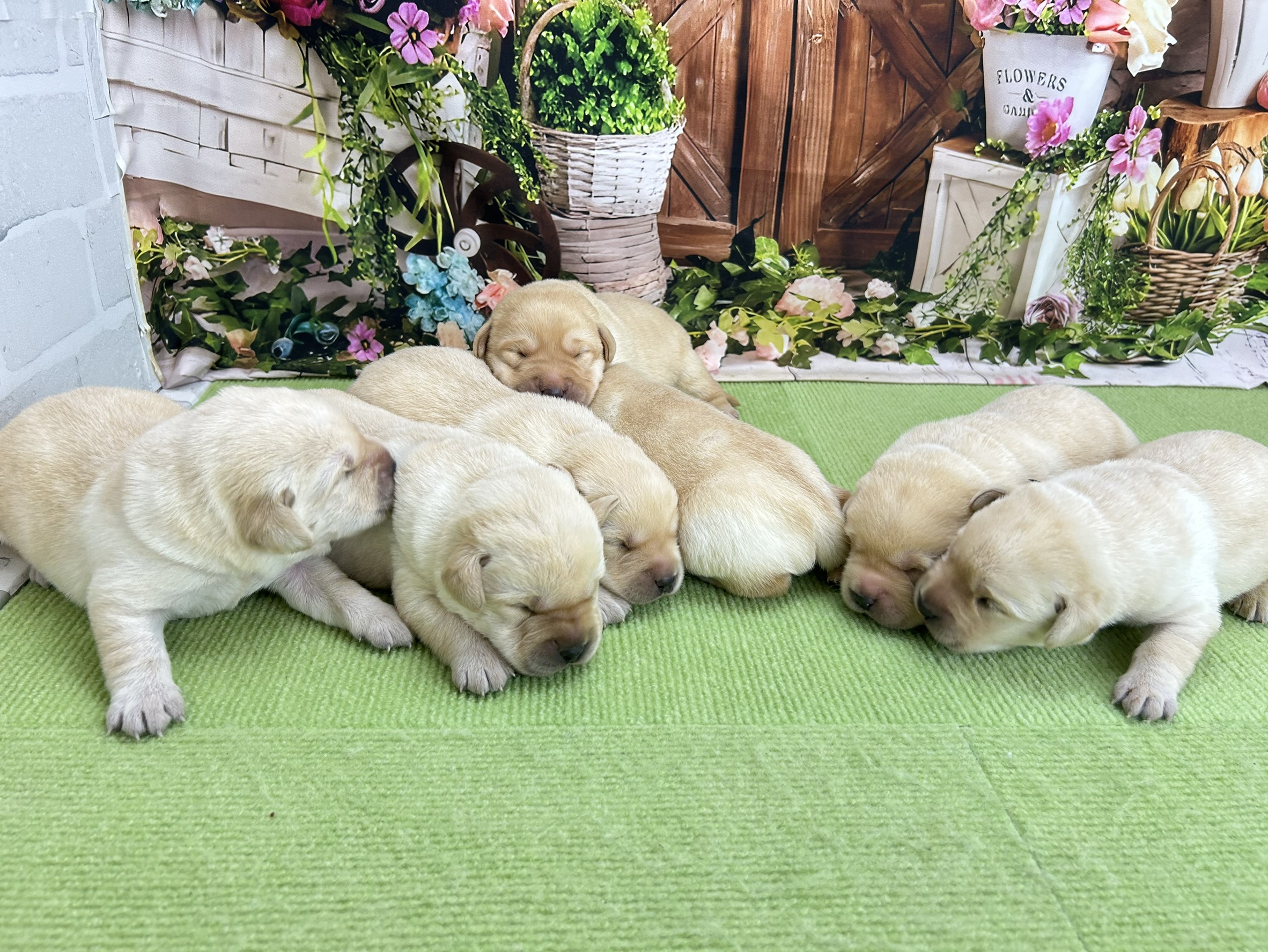 赤ちゃん写真1-3