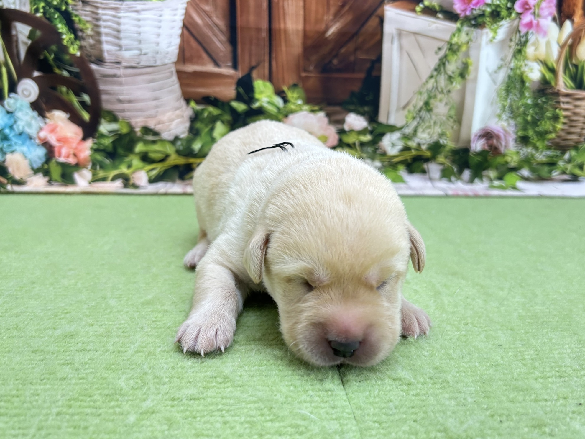 赤ちゃん写真1-1