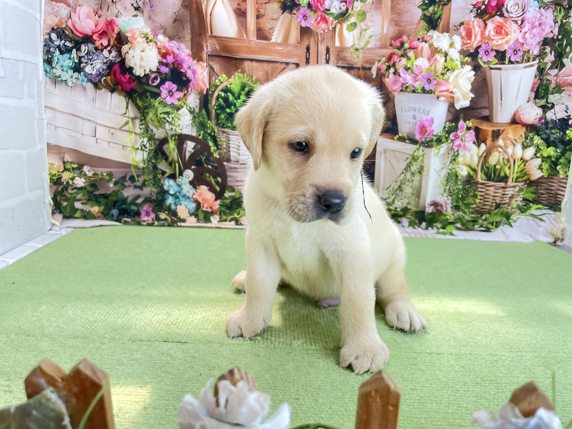 赤ちゃん写真2-1