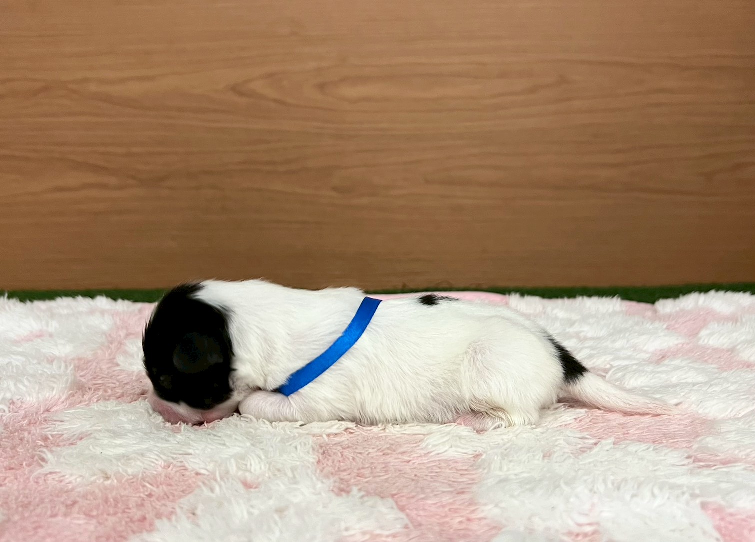 赤ちゃん写真1-2