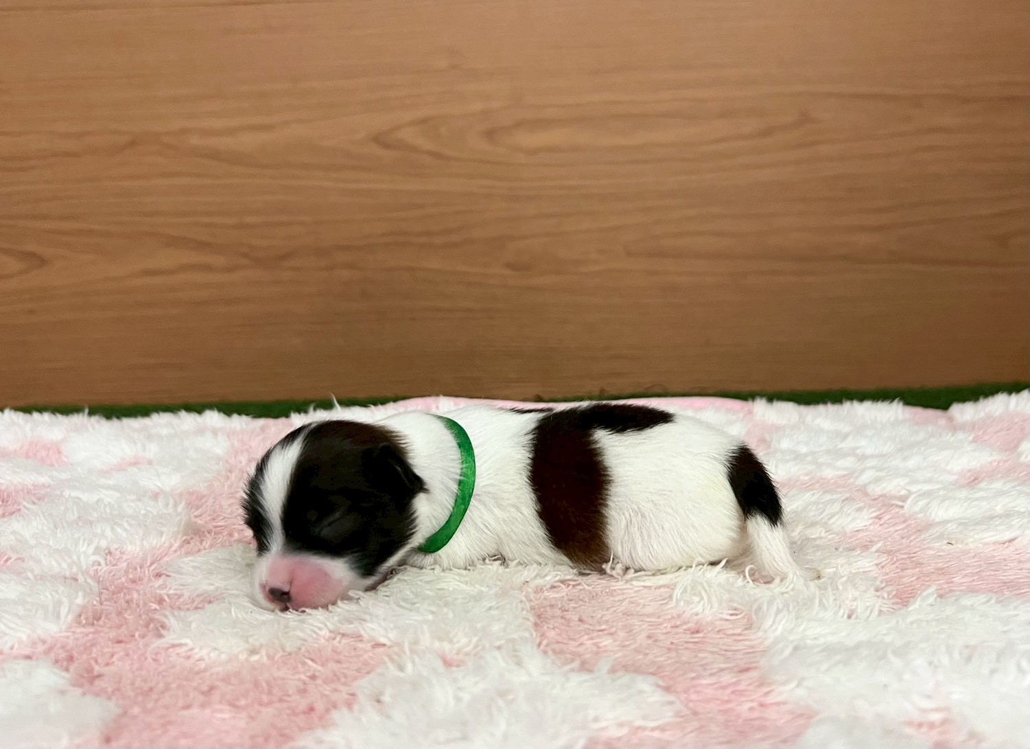 赤ちゃん写真1-2