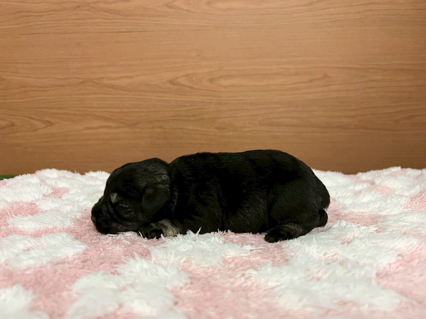 赤ちゃん写真1-2