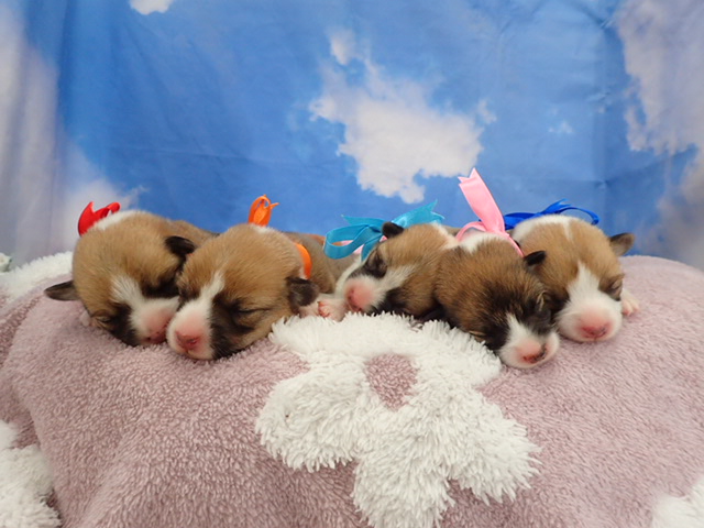 赤ちゃん写真1-3