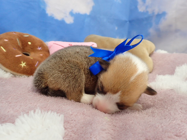 赤ちゃん写真1-2