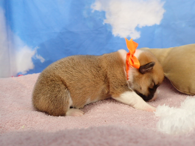 赤ちゃん写真1-2