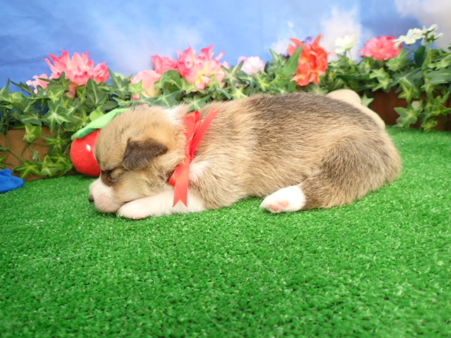 赤ちゃん写真2-2