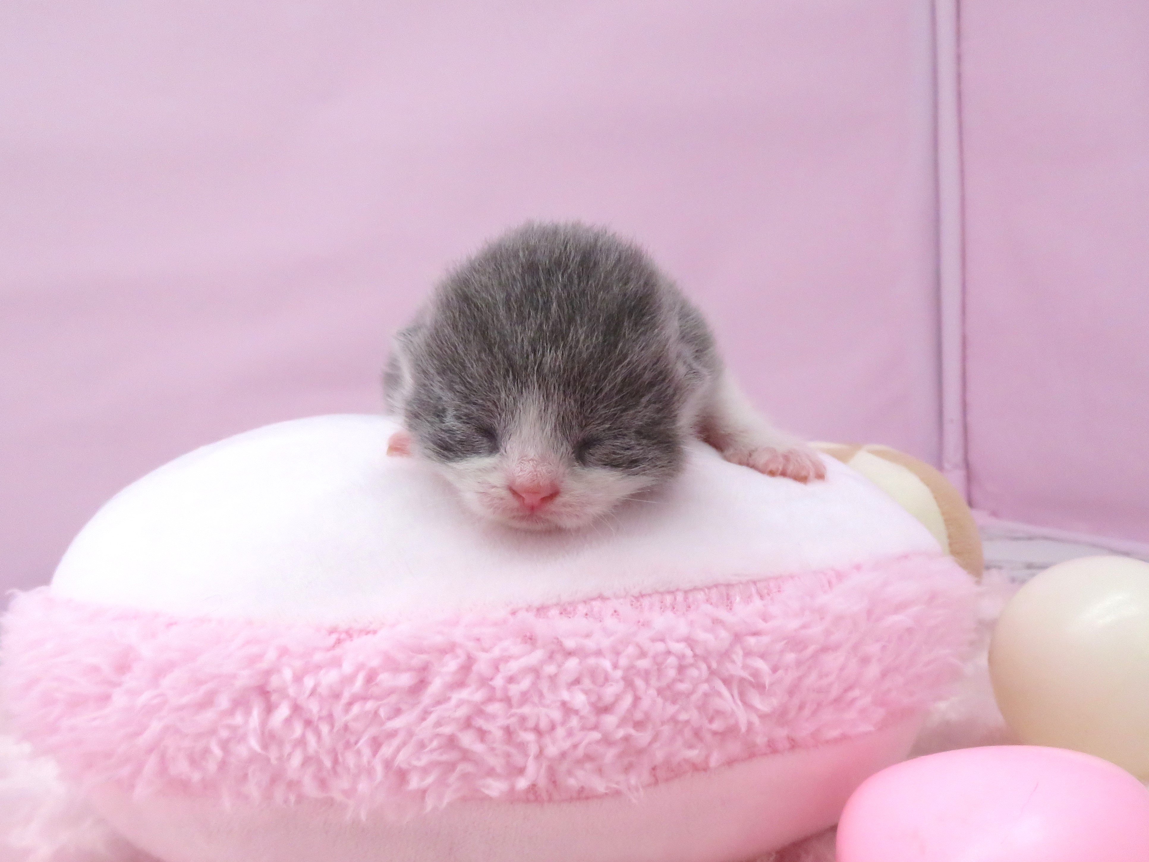 赤ちゃん写真1-1