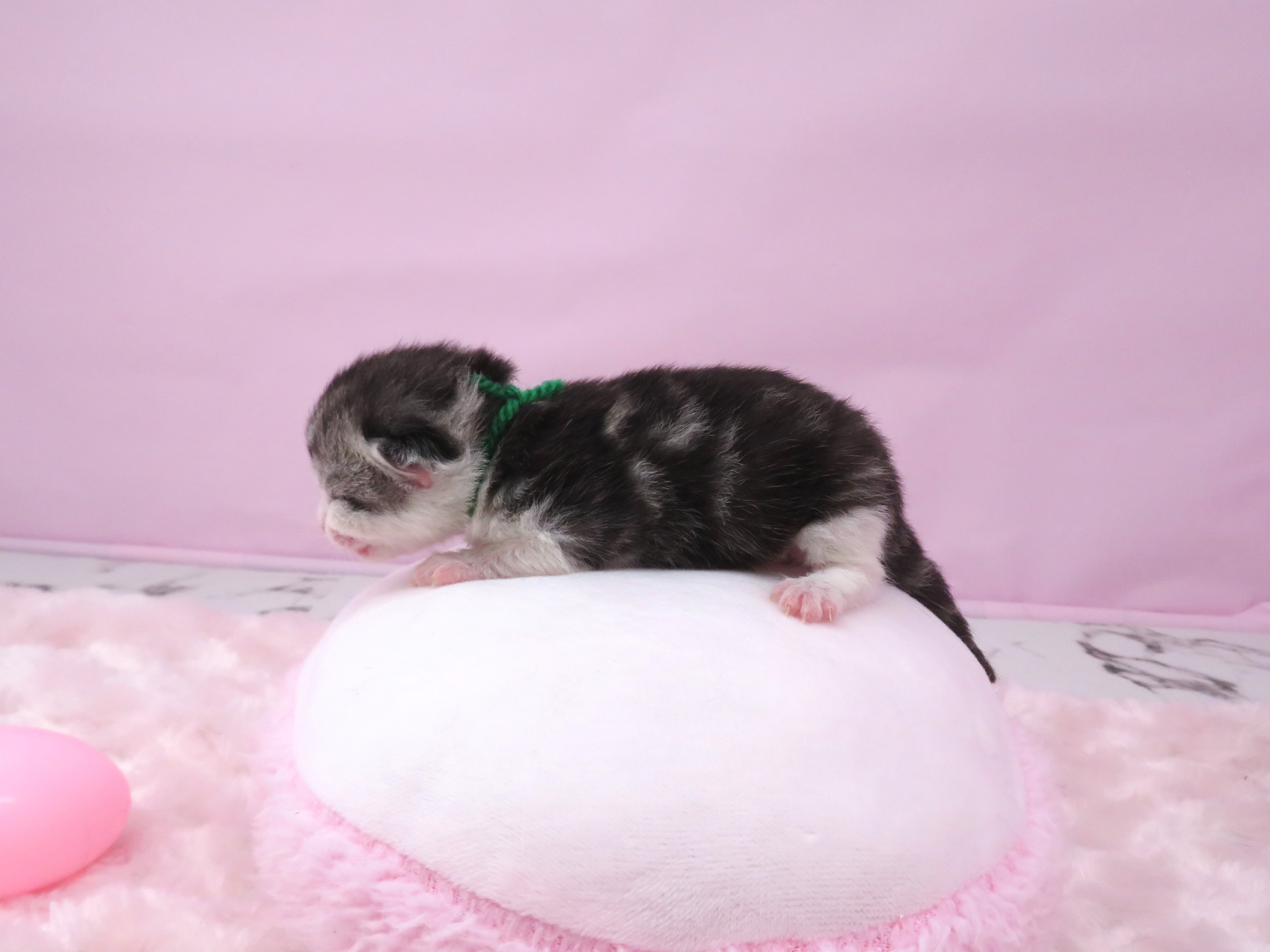 赤ちゃん写真1-2