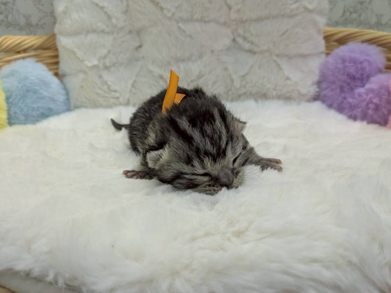 赤ちゃん写真1-1