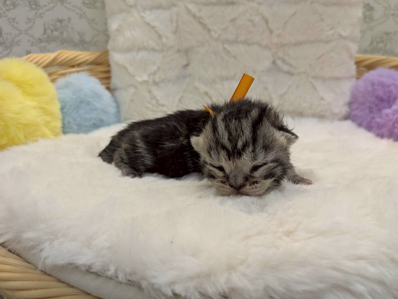 赤ちゃん写真1-2
