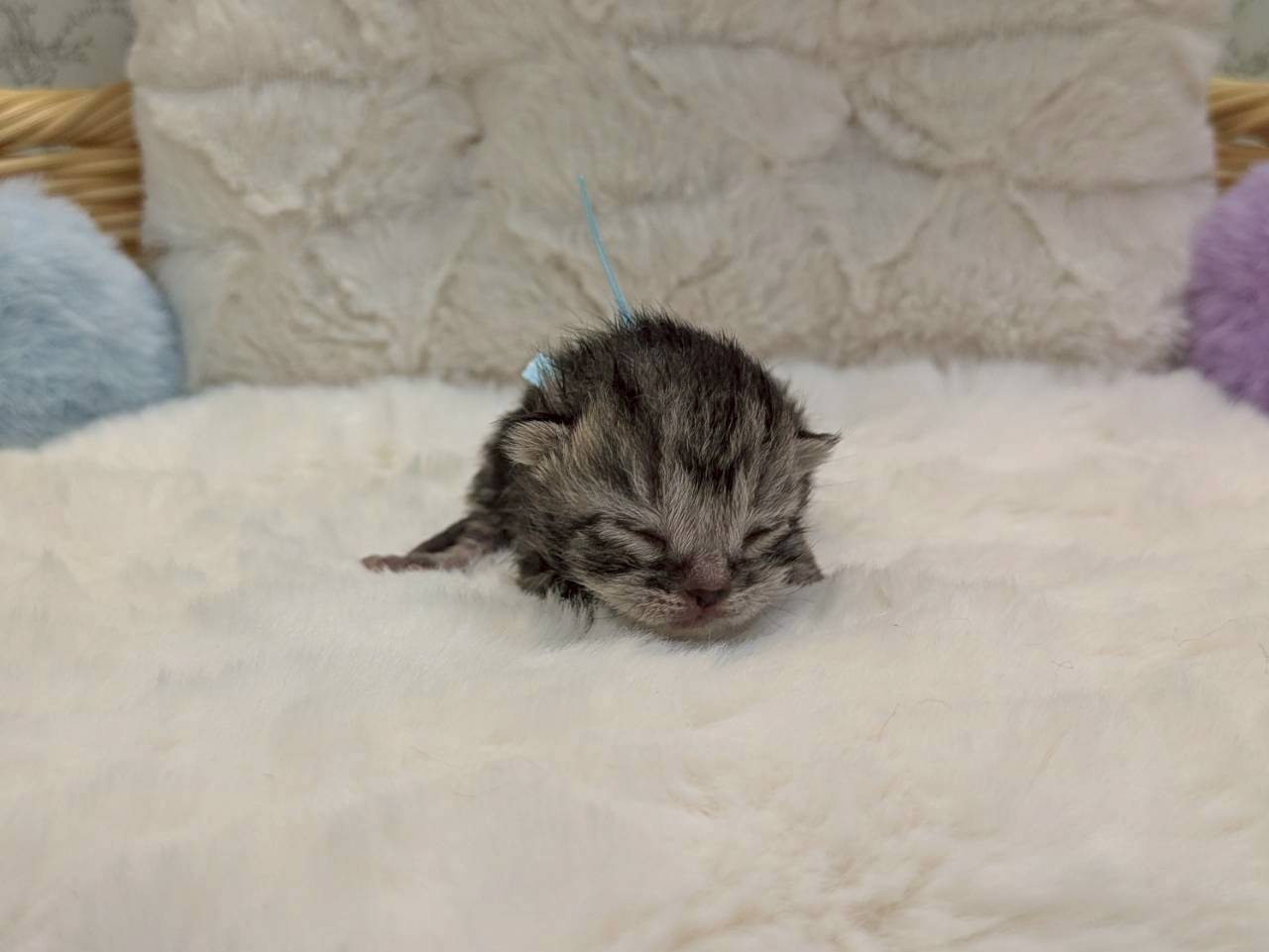 赤ちゃん写真1-1
