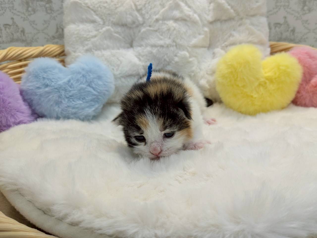赤ちゃん写真1-1